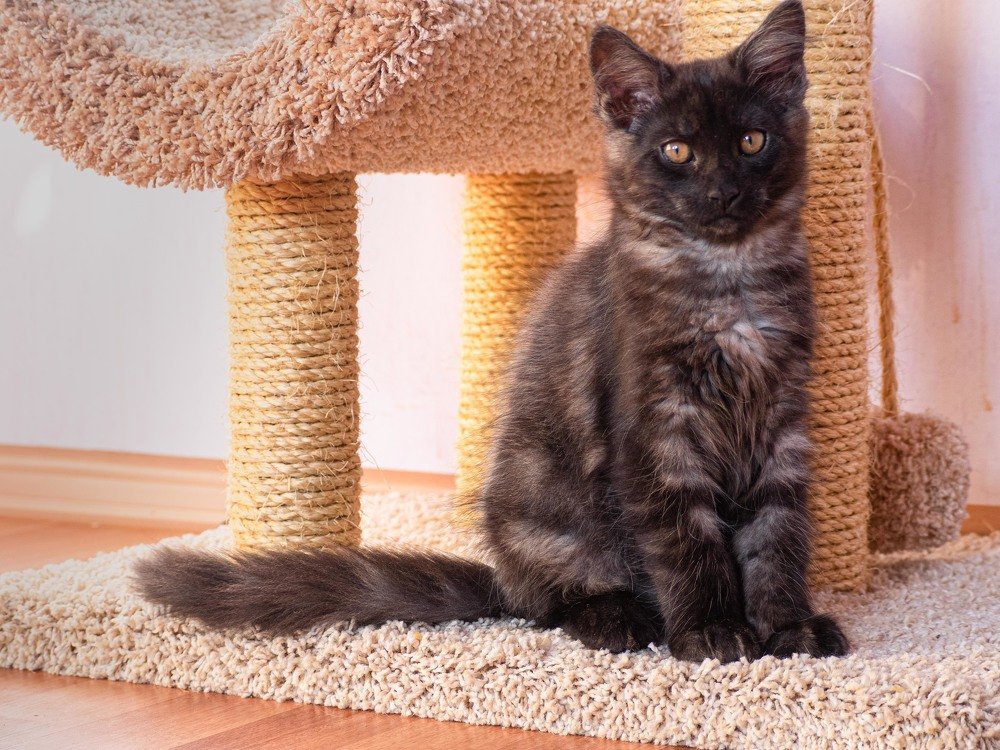 Photograph by mikhail goryachev