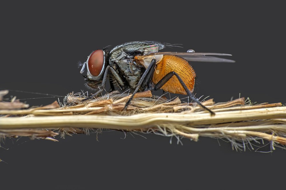 Фотография автора NeCoTi ChonTin