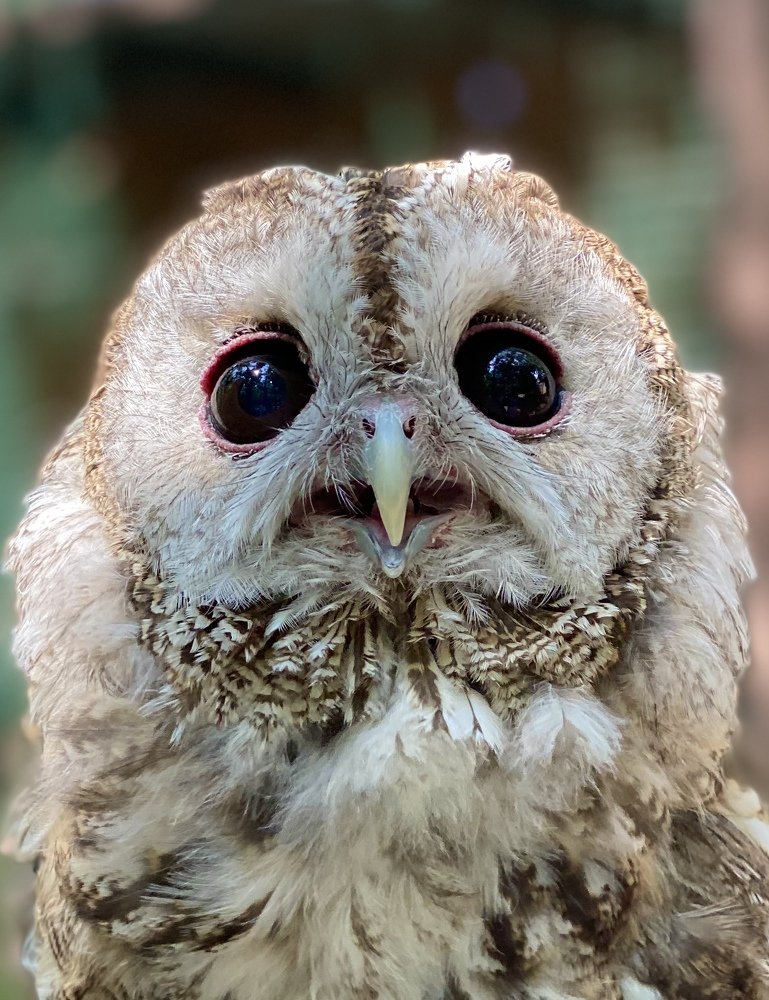 Photograph by Елена Гарибян