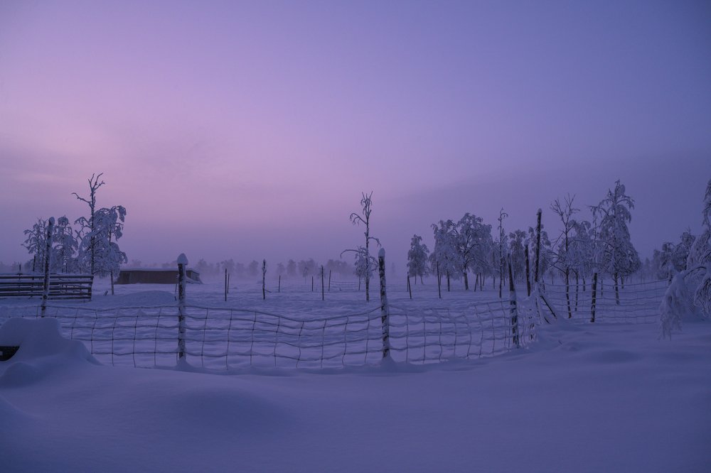 Arctic Reindeer Farm