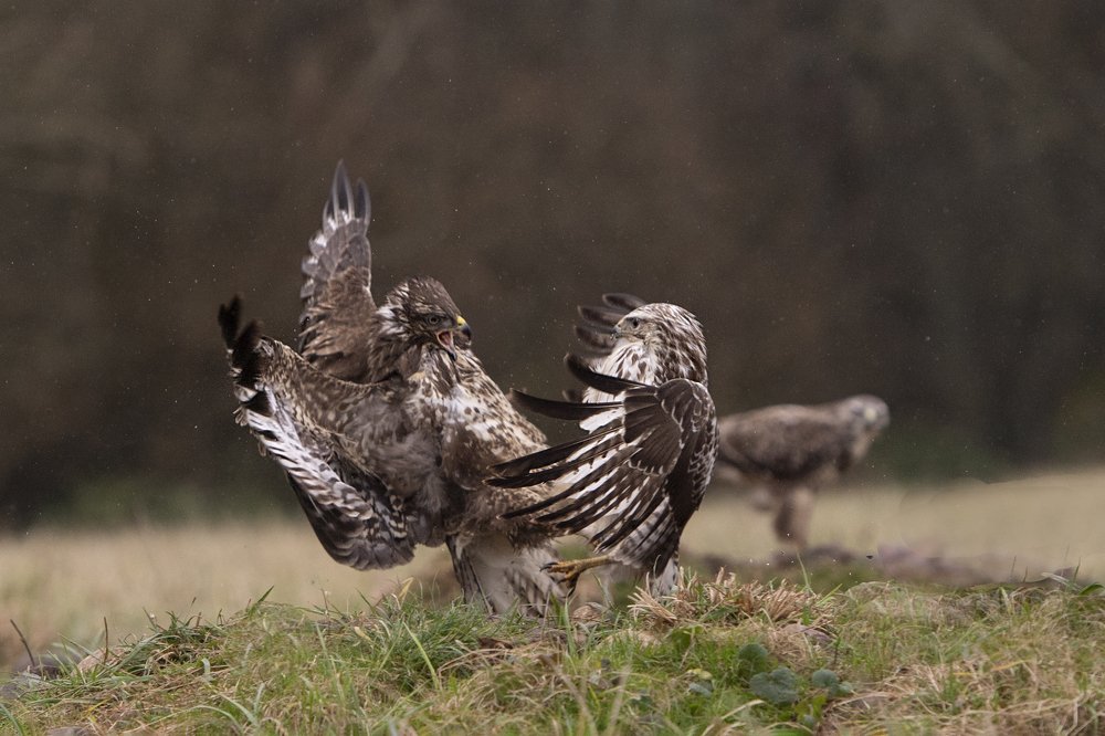 Photograph by Ernestas Balcikonis