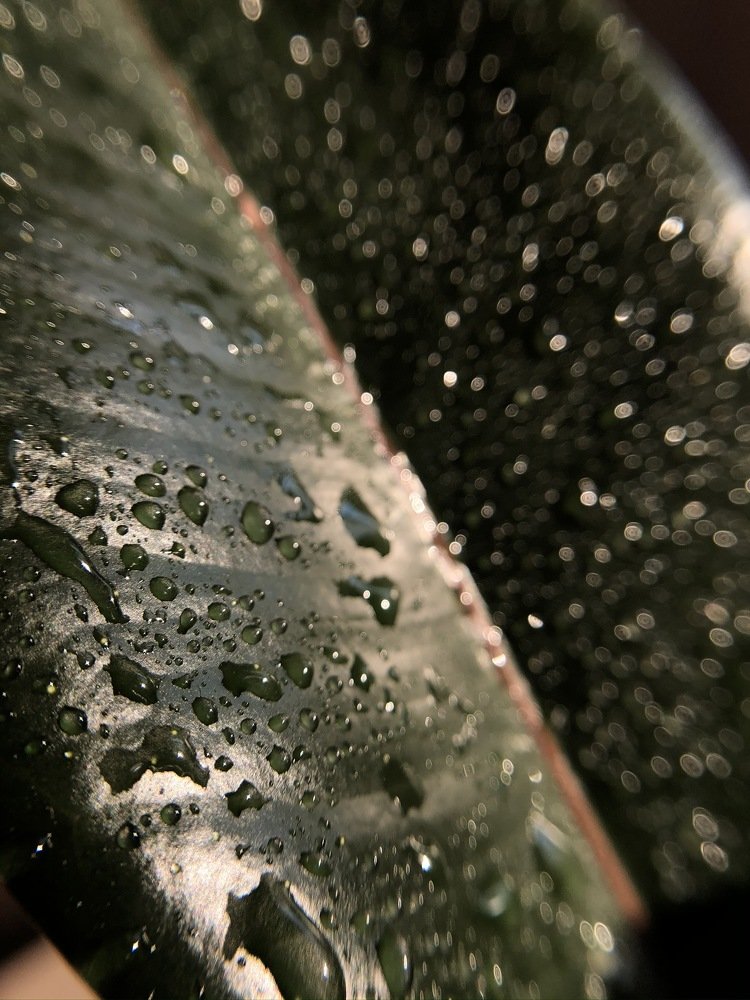 Photograph by Natali