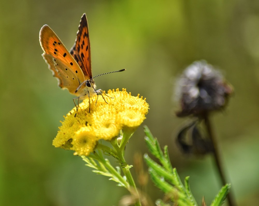 Photograph by Ирина Курицына