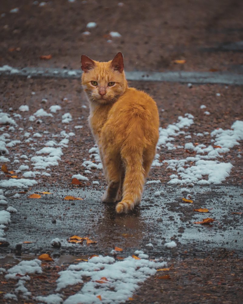 Photograph by Юлия Ключик