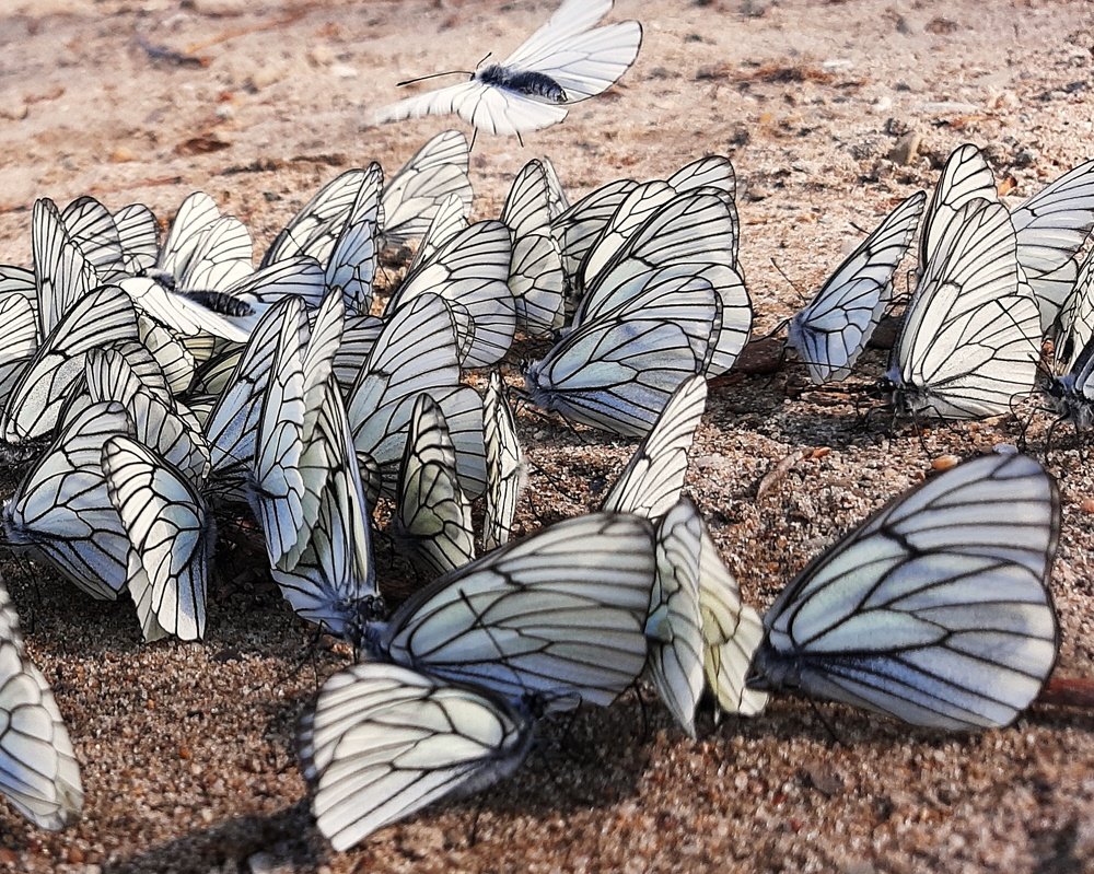 Photograph by Евгения Синкина