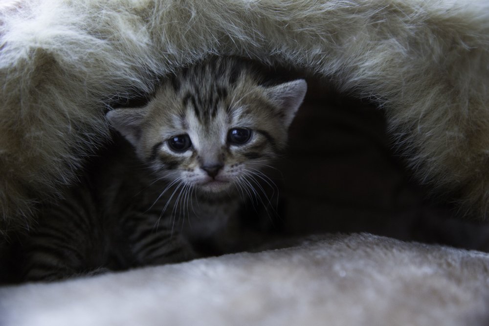 Фотография автора Анна Вигера