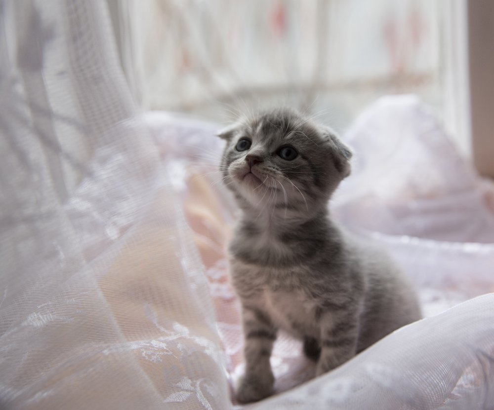 Фотография автора Анна Вигера