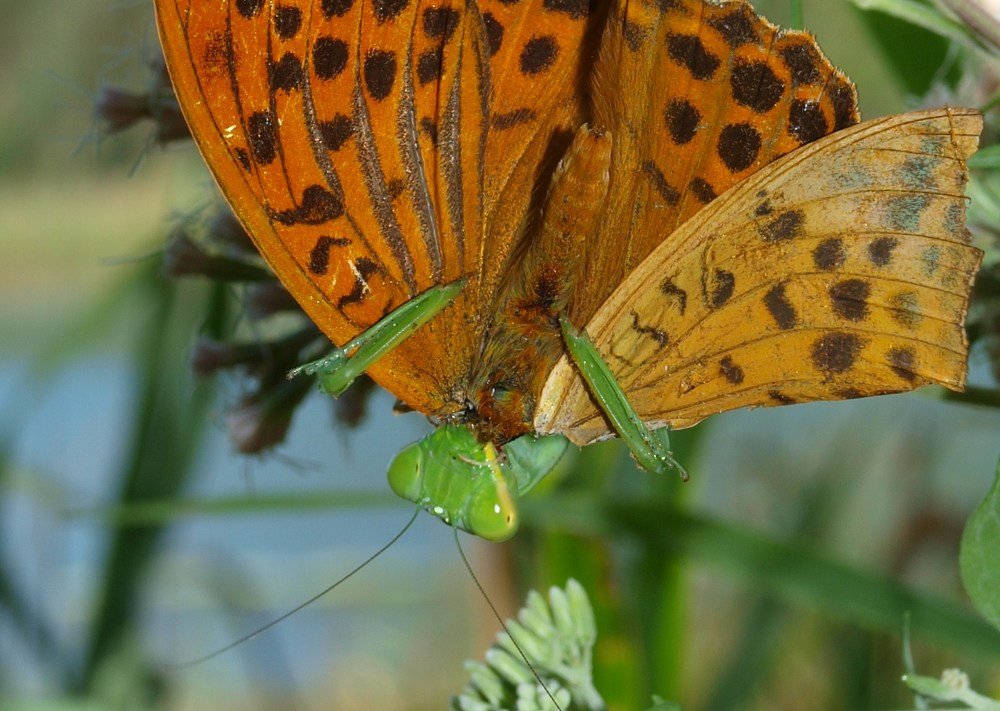 Photograph by Галина Суркова