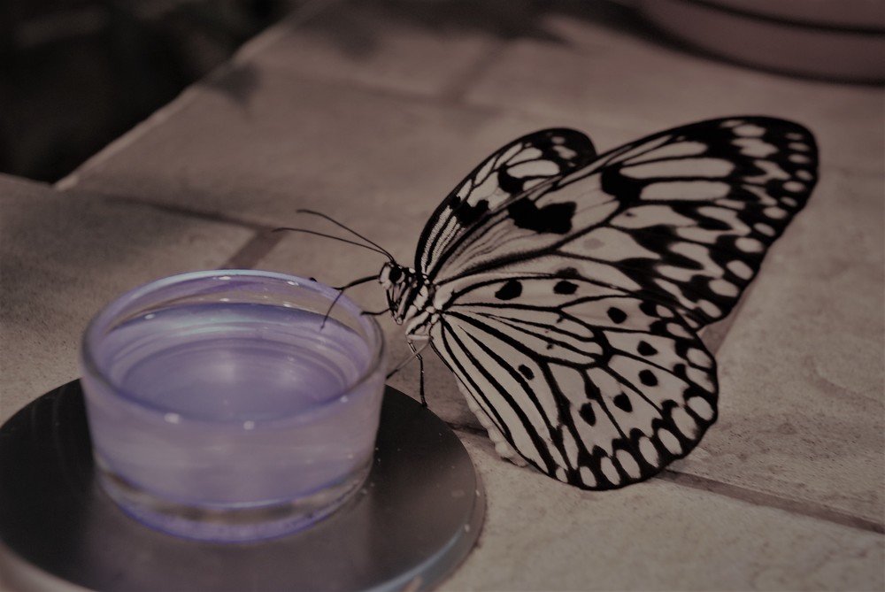 Photograph by Сергей Лобозов