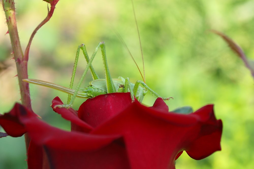 Photograph by Галина Суркова