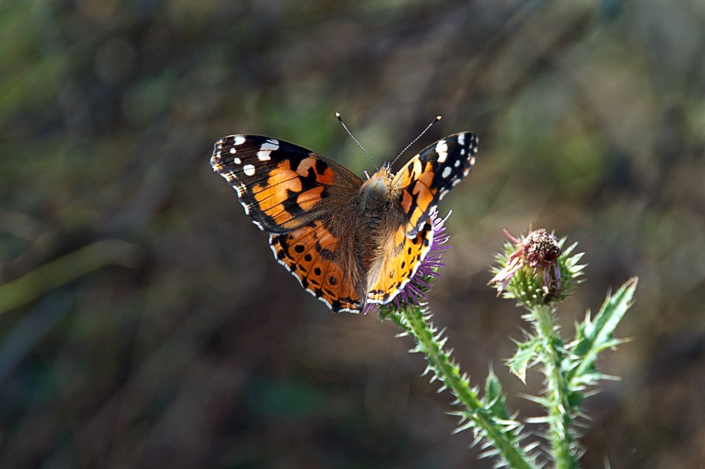 Vanessa cardui