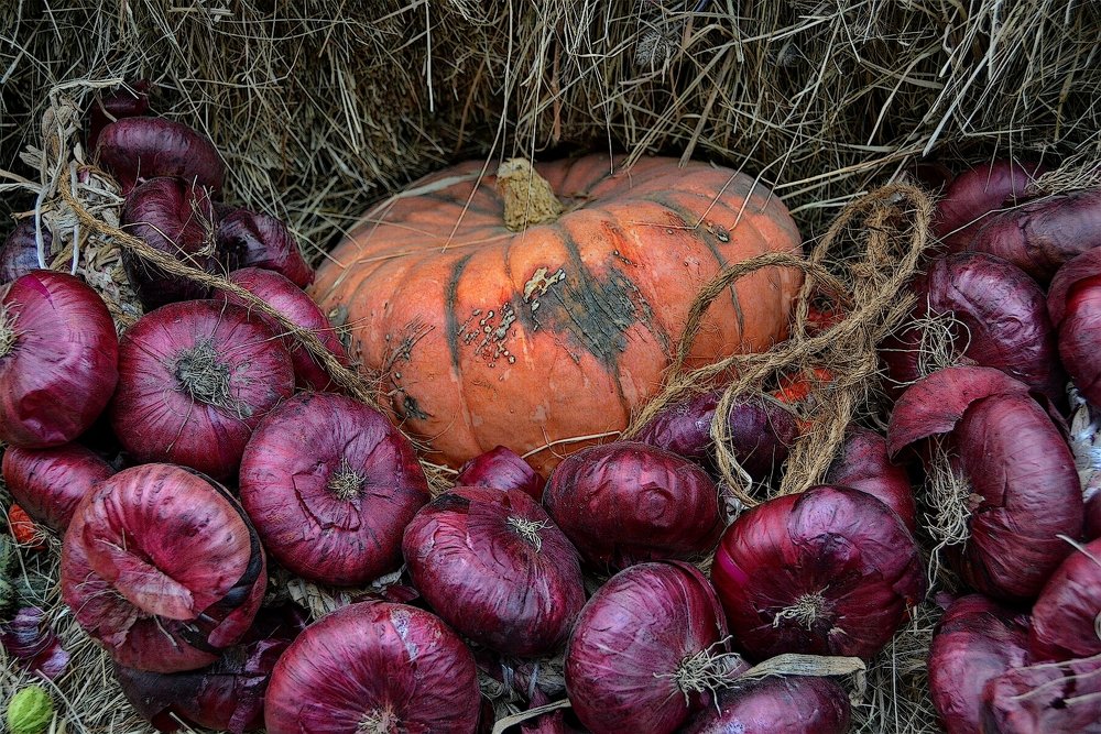 Натюрморт с красным луком