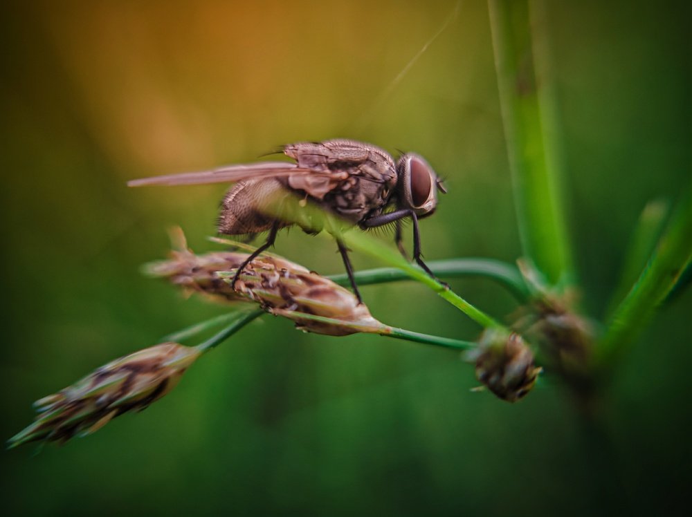 Photograph by Avijit Bhakta