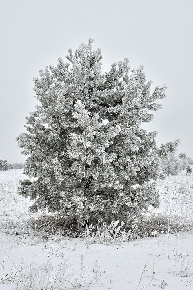 Photograph by Вячеслав Ладанов