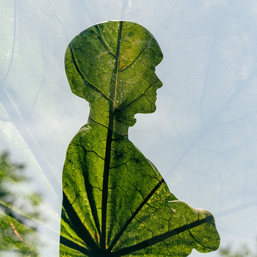 Осенние листья