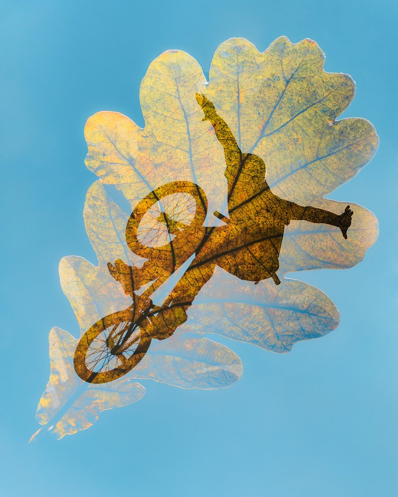 Осенние листья