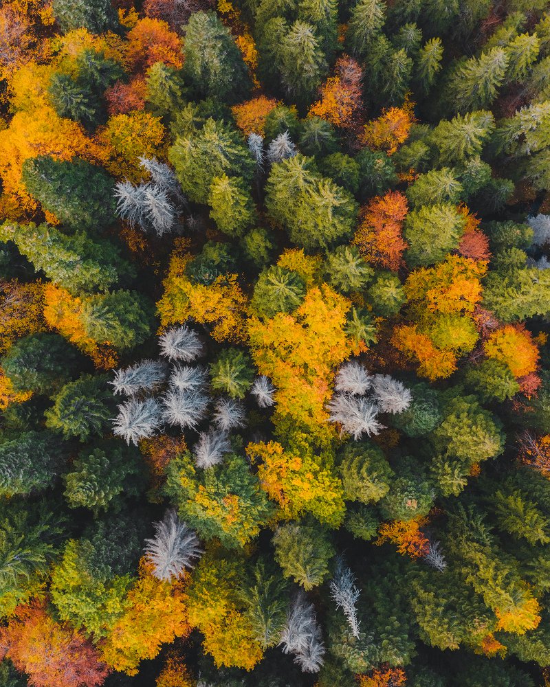 Зависть птицам