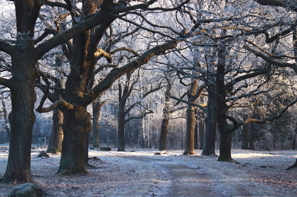 Заколдованный лес
