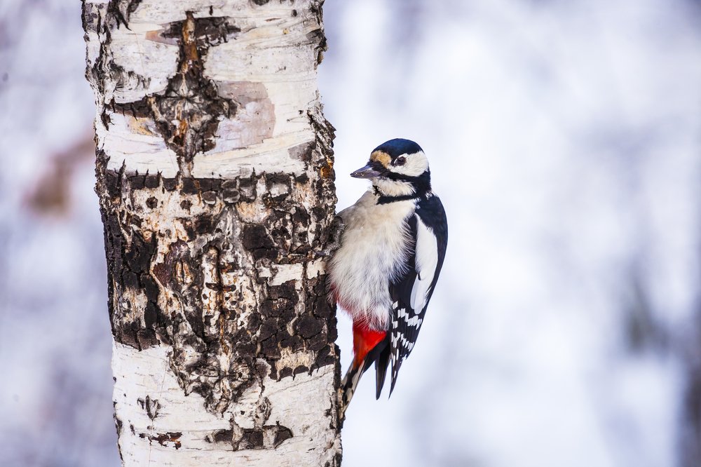 Photograph by Ирина Кузькина