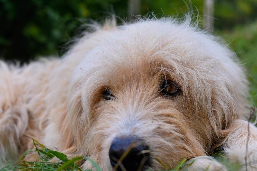 Photograph by Plesa Ioan Dan