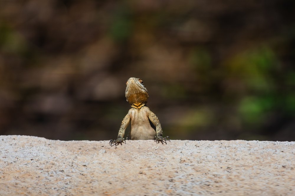 curious lizard