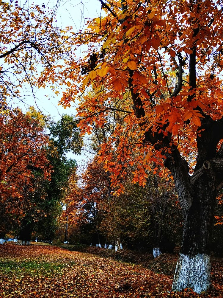 Photograph by Айдын Мехтиев