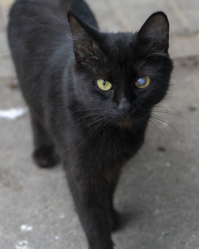 Черная кошка