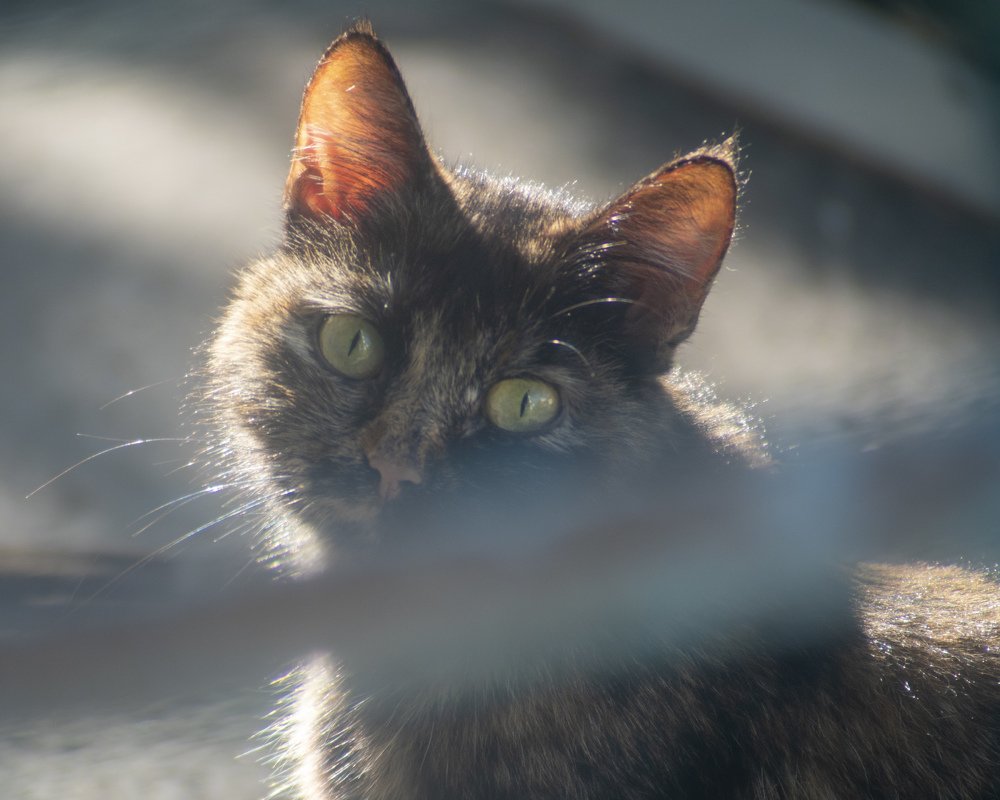 Кошечка за забором