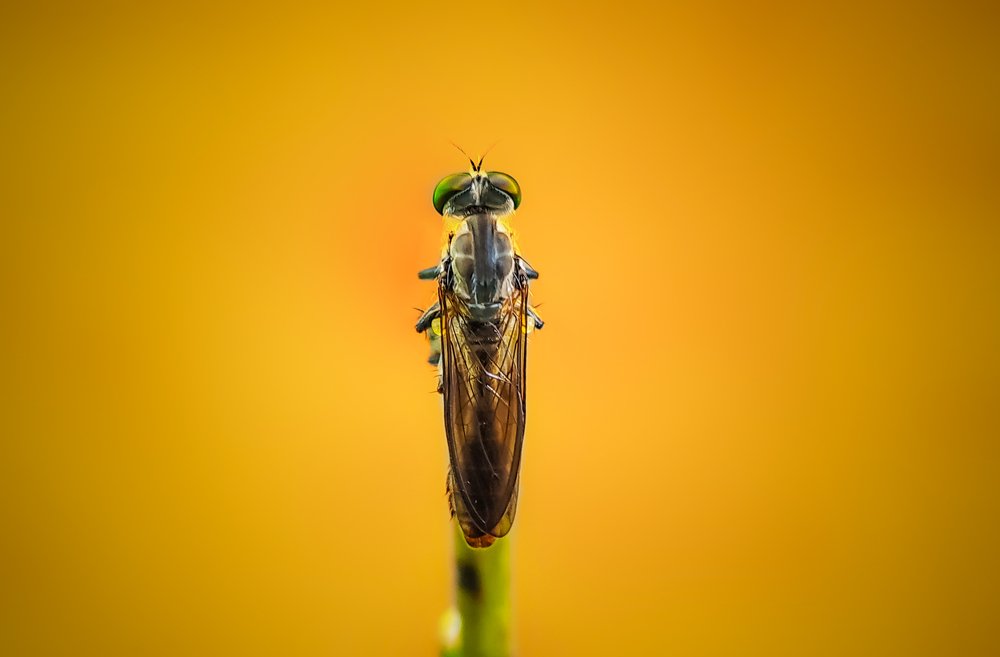 Photograph by Mehedi Hasan Shawan