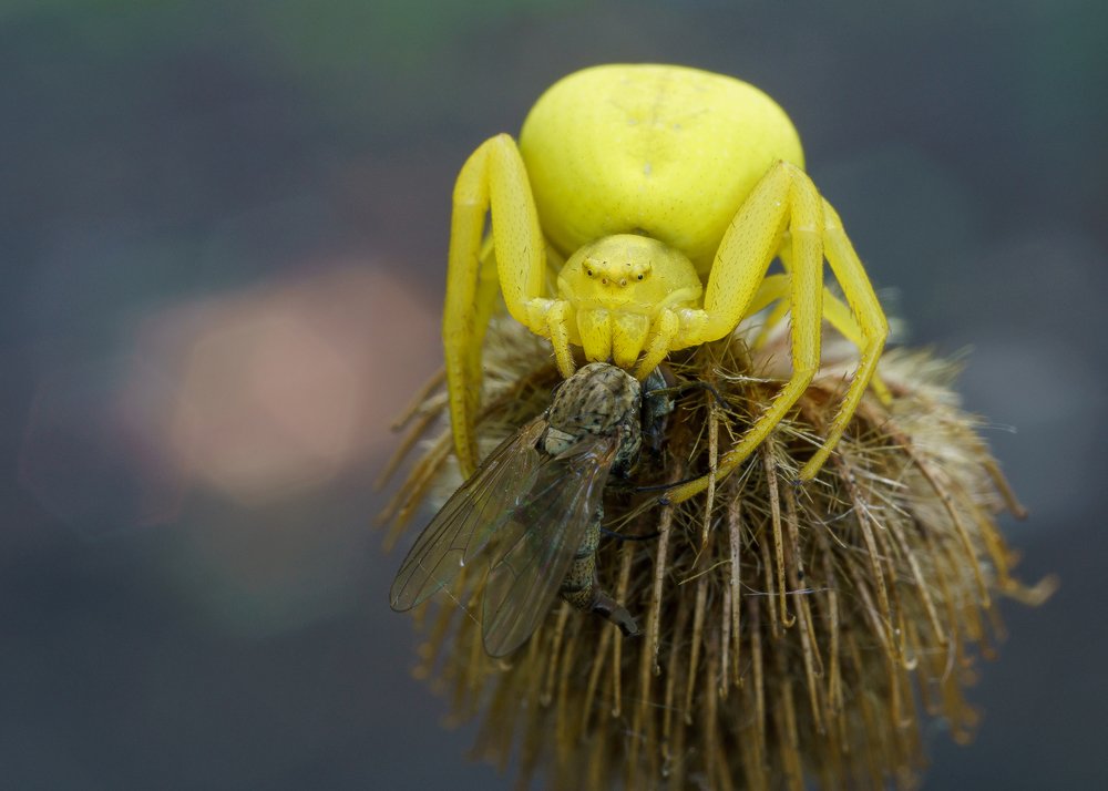 Photograph by Кузнецов Дмитрий