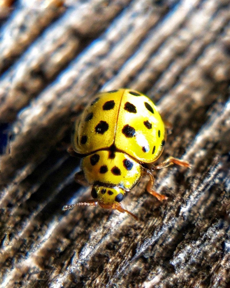 Photograph by Ольга Веселова