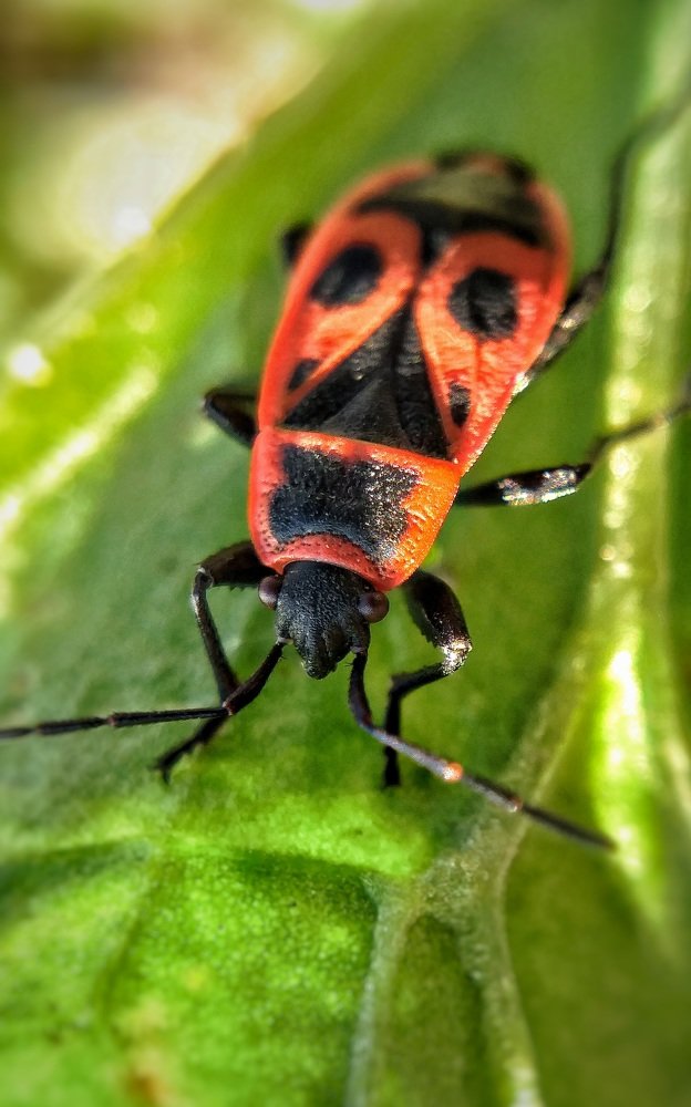 Photograph by Ольга Веселова