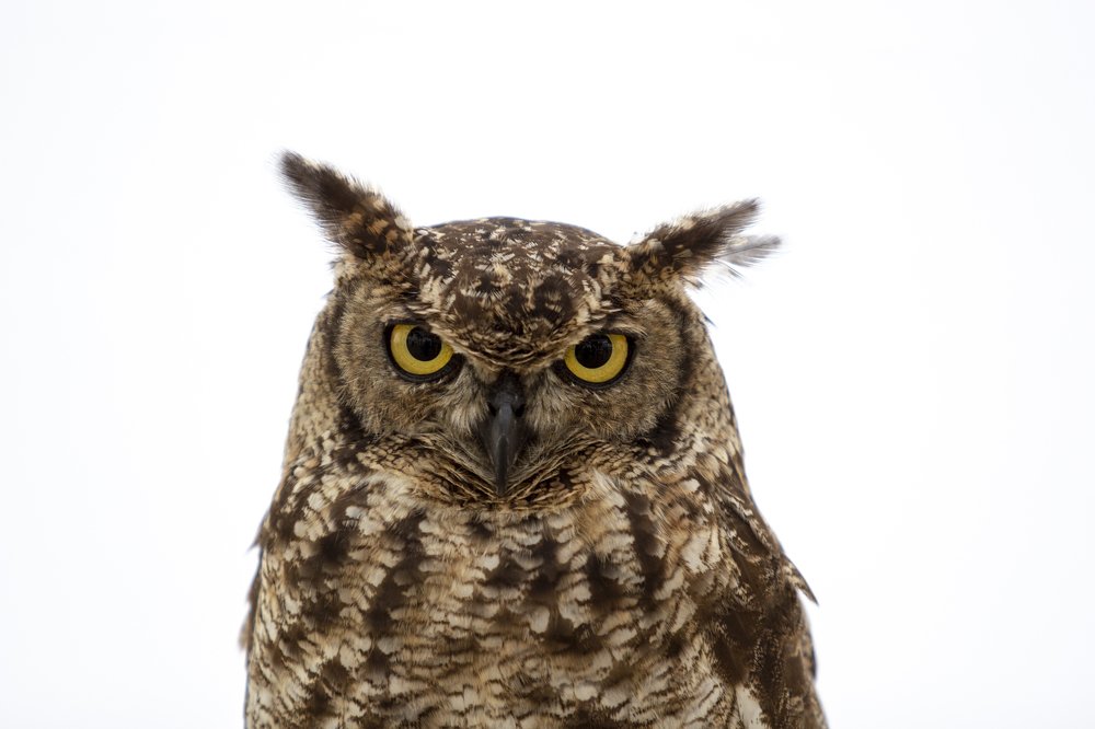 Photograph by Mihai Romeo Bogdan