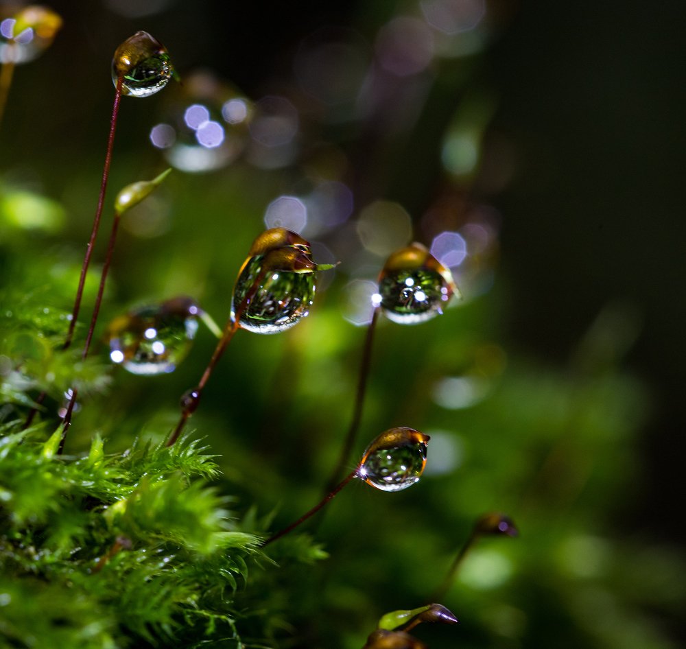 Photograph by Александр Есликов