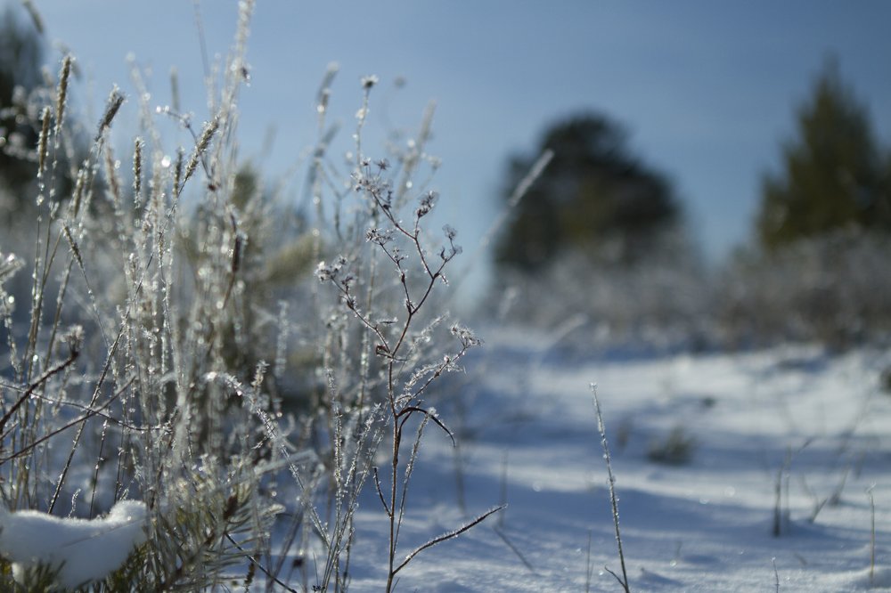 Фотография автора Светлана Барнадаева