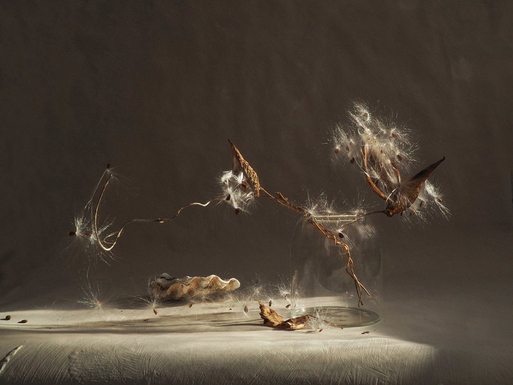 Натюрморт с ракушкой.