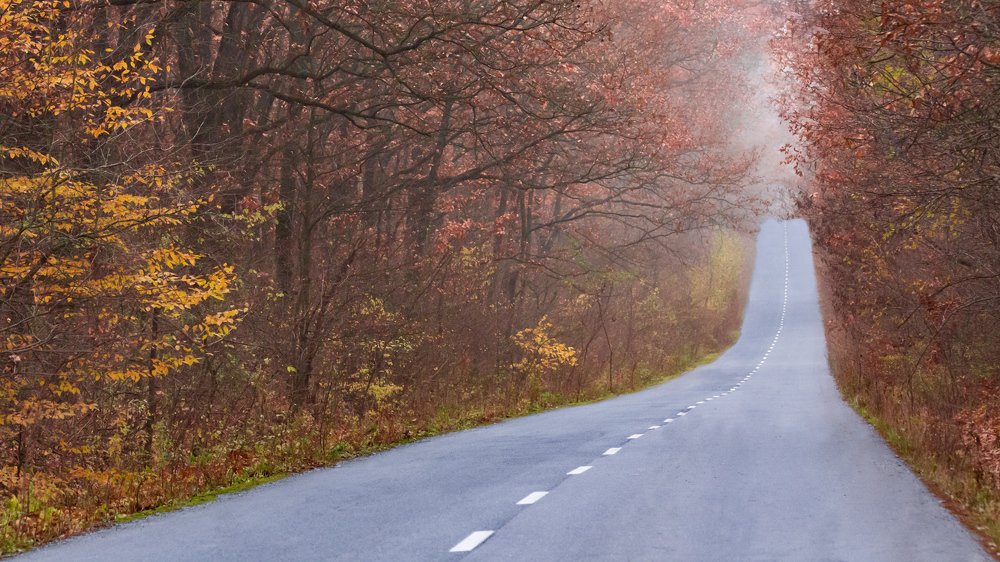 November forest road