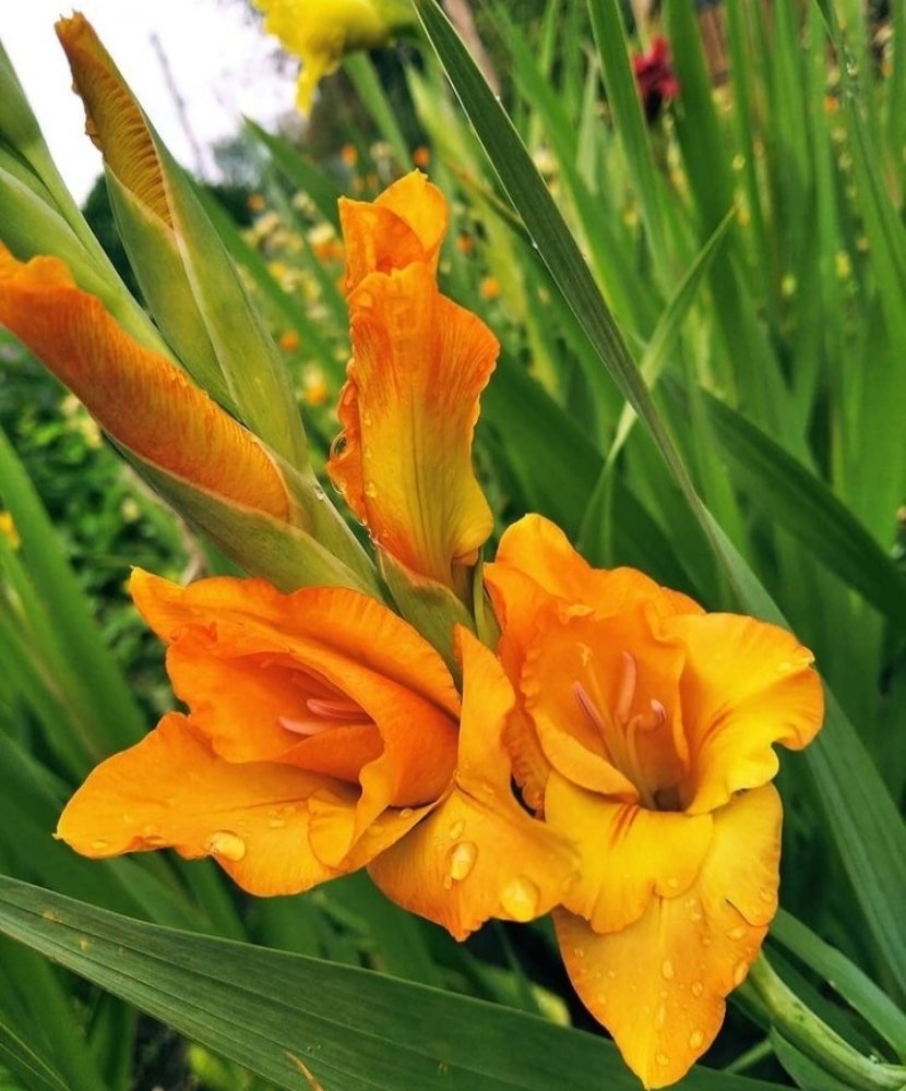 Гладиолус ( gladiolus) после дождя