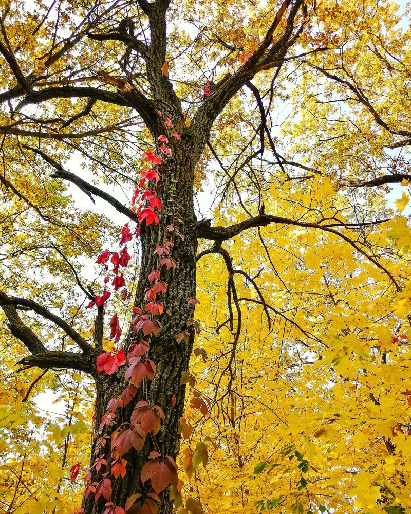 Beauty Autumn
