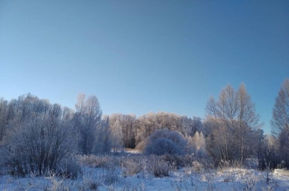 Лес в Сибири