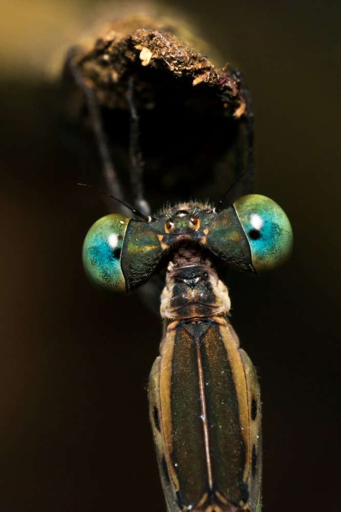 Look into my eyes, closely