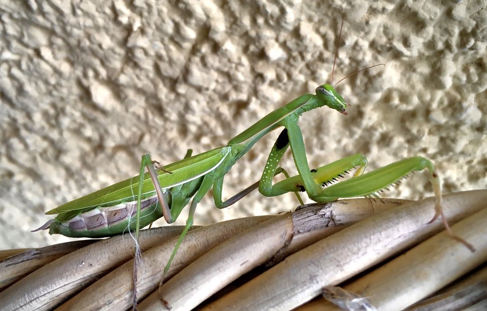 Praying Mantis