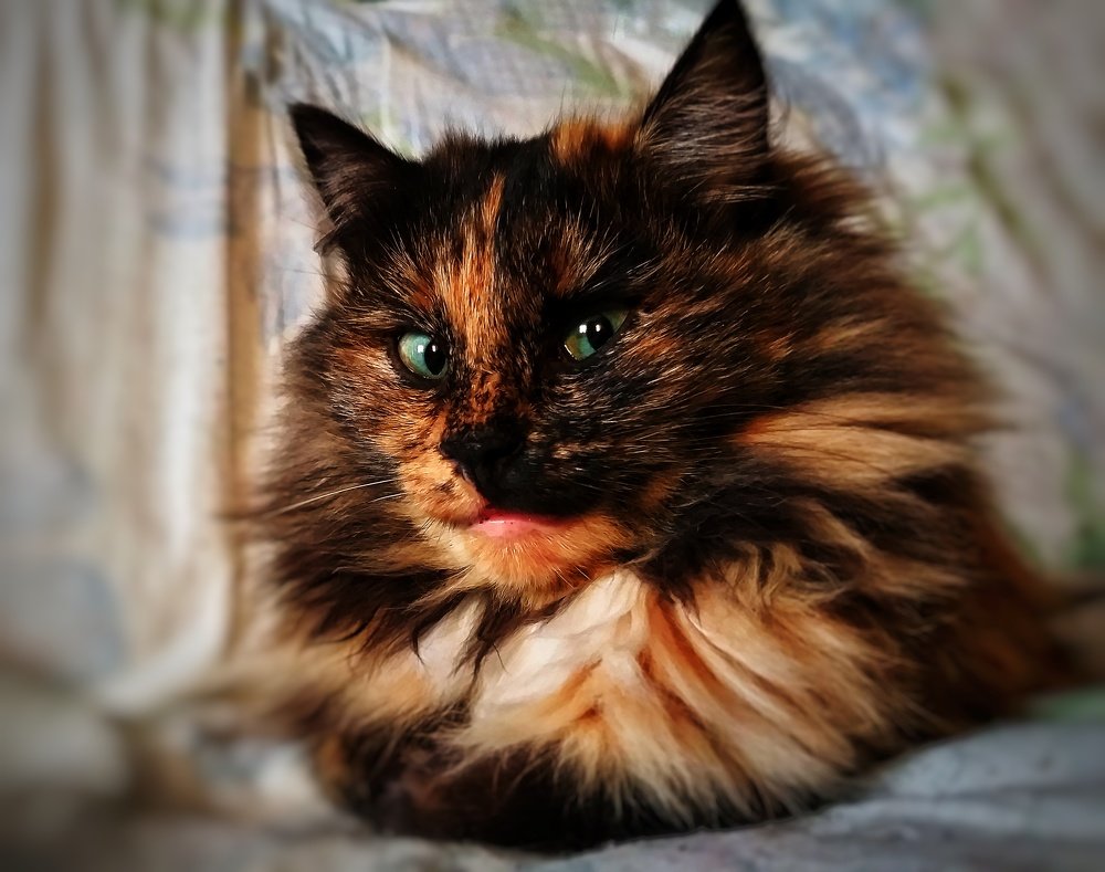 Photograph by Ольга Веселова