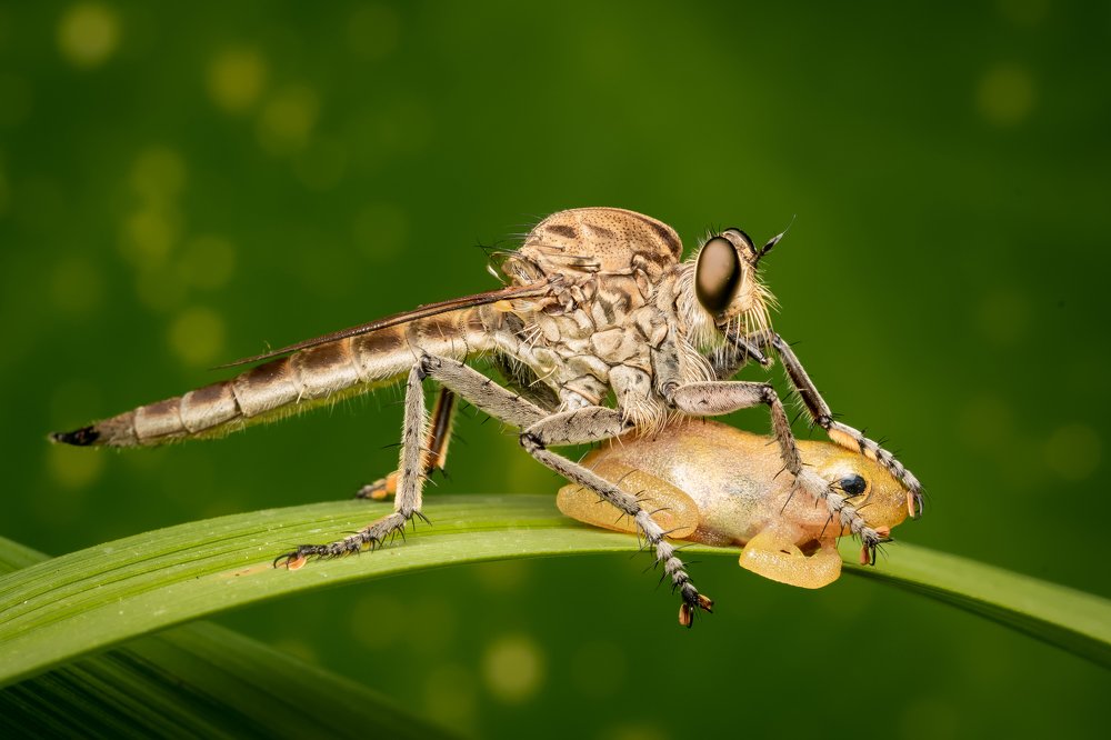 Photograph by Subhra Mandal