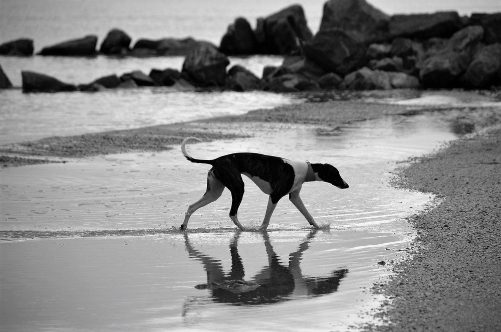 Идущая по воде