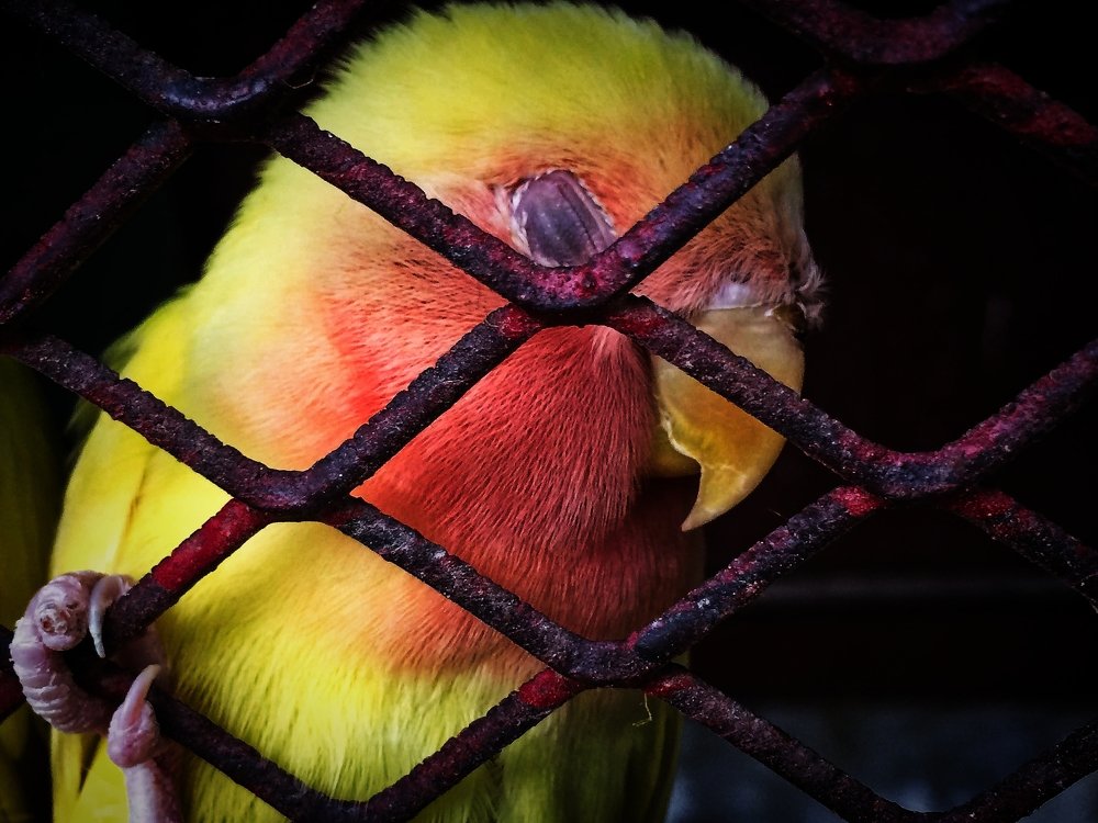 Caged