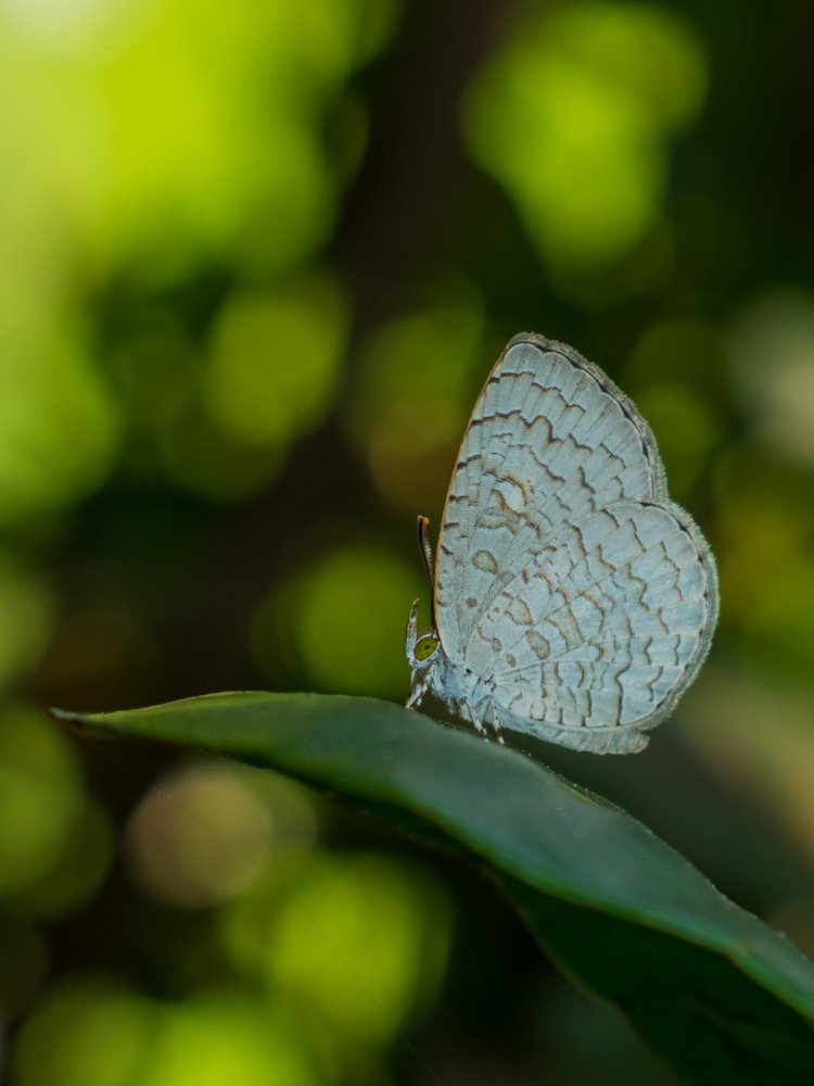 Photograph by Pradeep Hewage