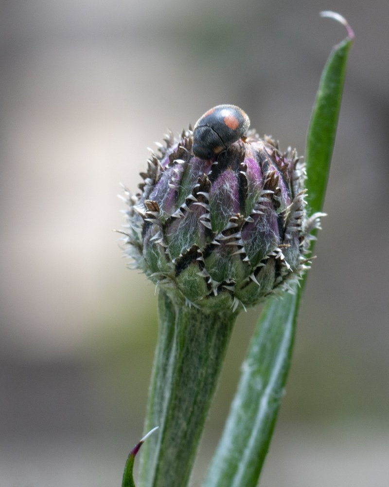 Жук на васильке