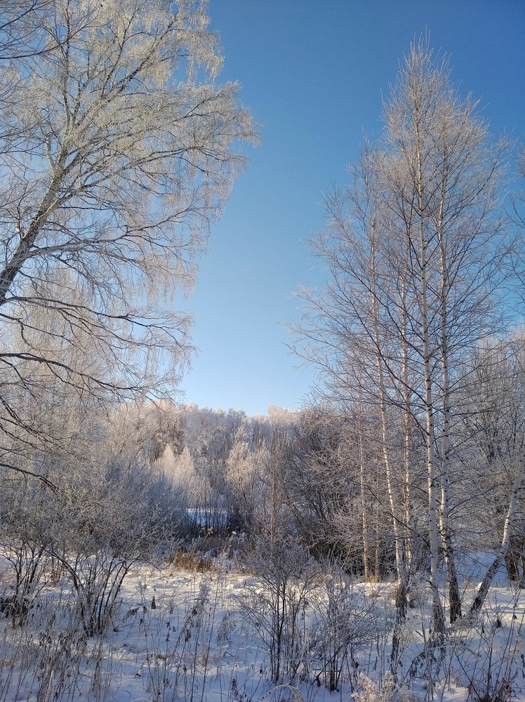 Зимний лес