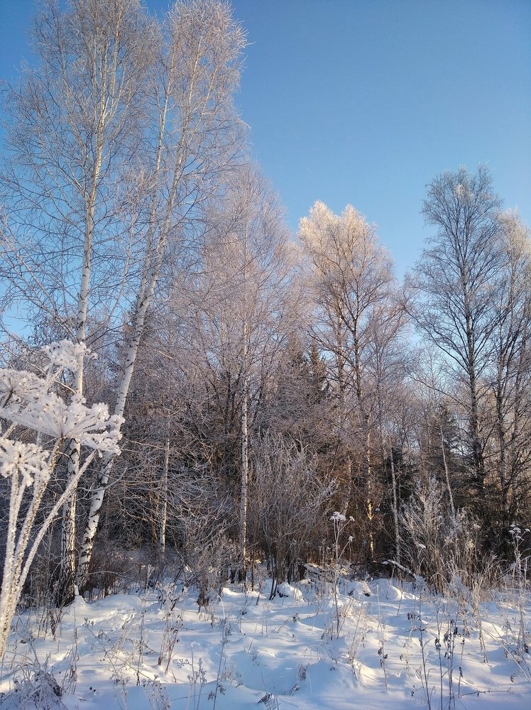 Зимний пейзаж Сибири